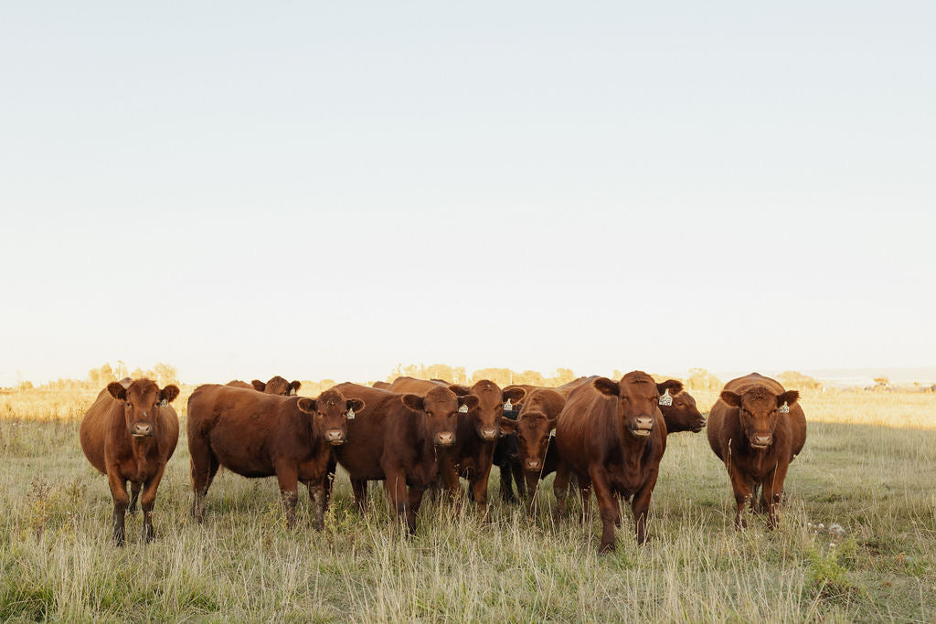 10 lbs of premium grass-fed beef. <br>Raised by our family — for yours.